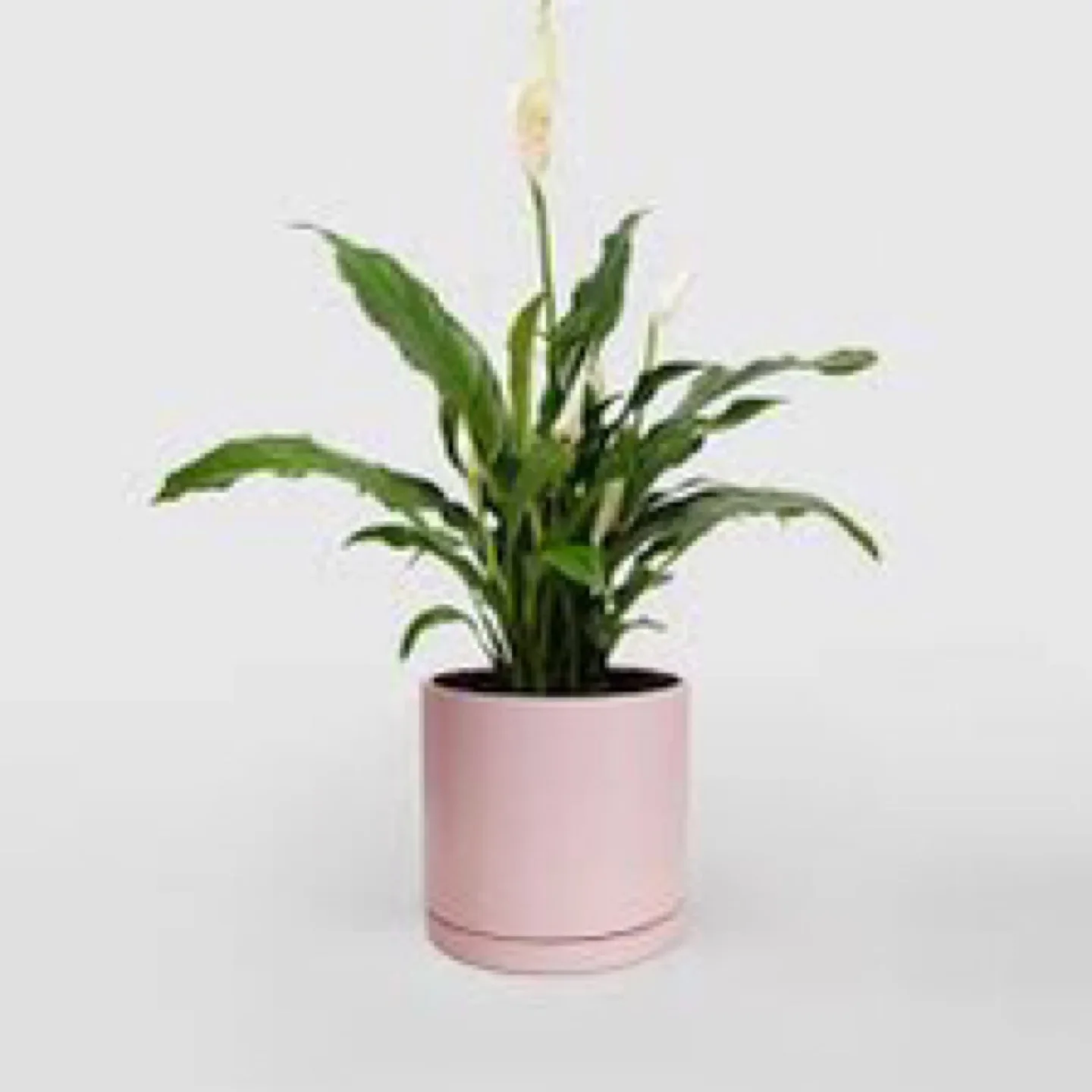 Peace Lily in various pots thumbnail