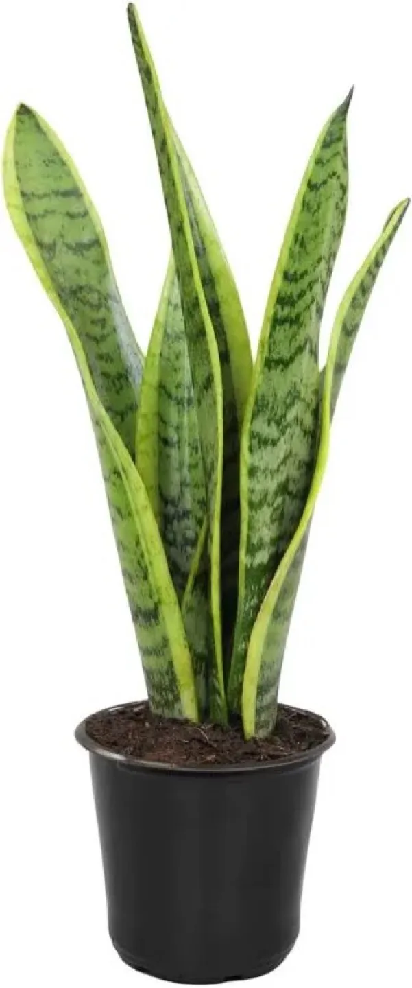 Snake Plant in various Pots thumbnail