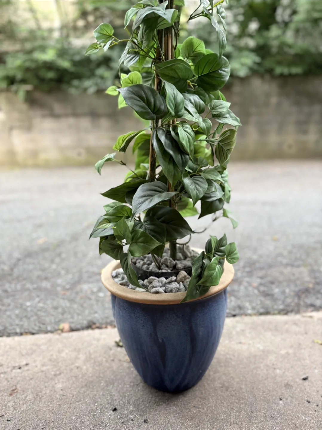 Faux Pothos Plant in Ceramic Blue Pot thumbnail