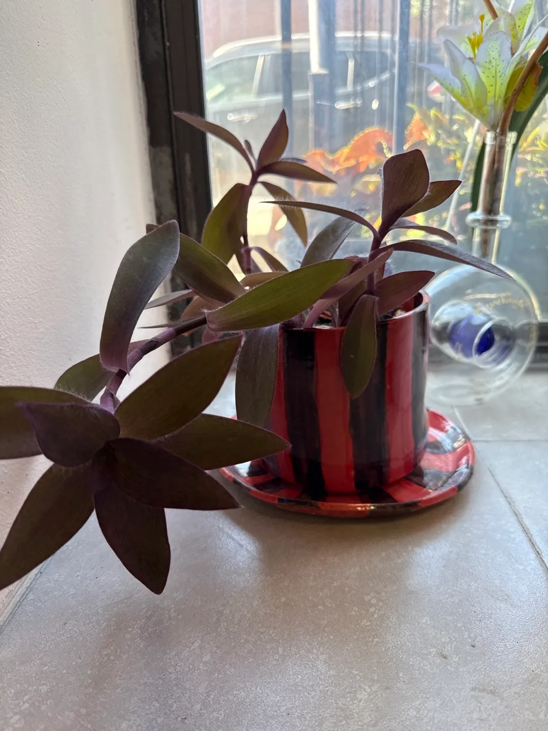 Indoor Plant Collection - Variety of Houseplants image indicator(10)