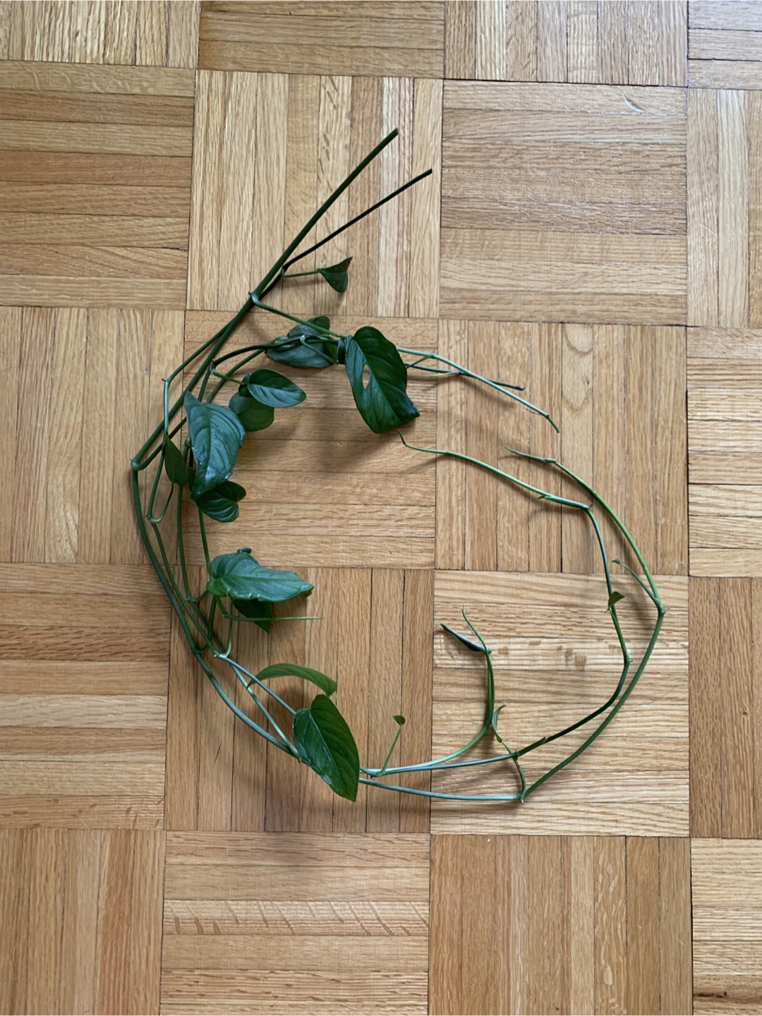 Monsterra Cuttings #freecycle