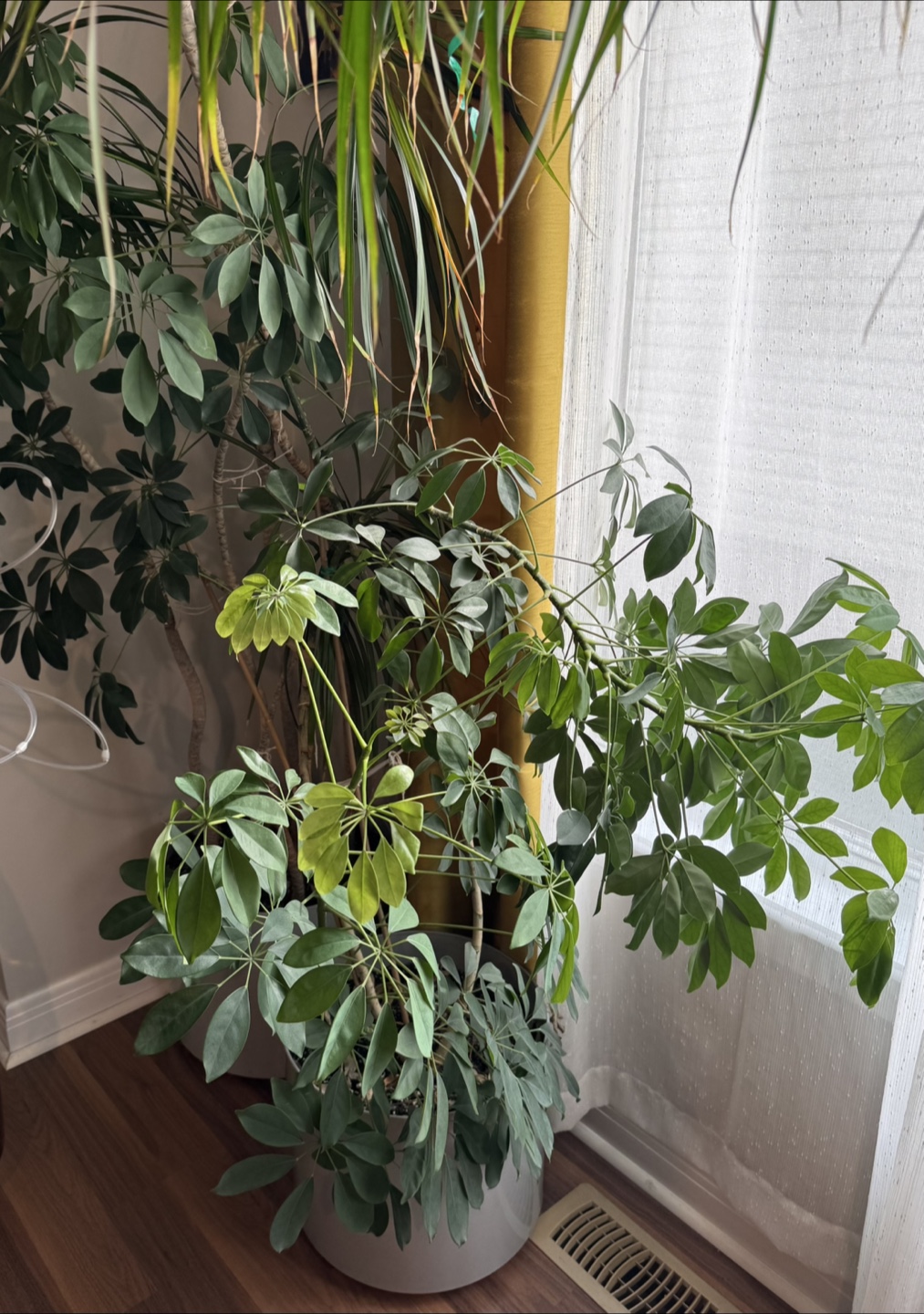 Indoor potted plant - photo 2
