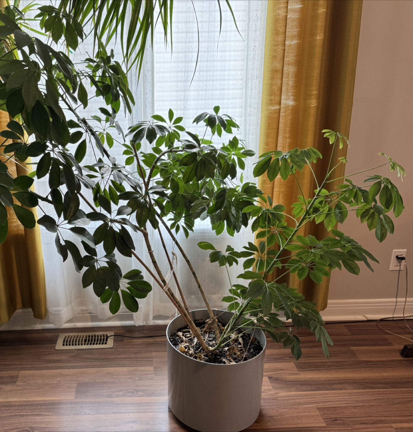 Indoor potted plant
