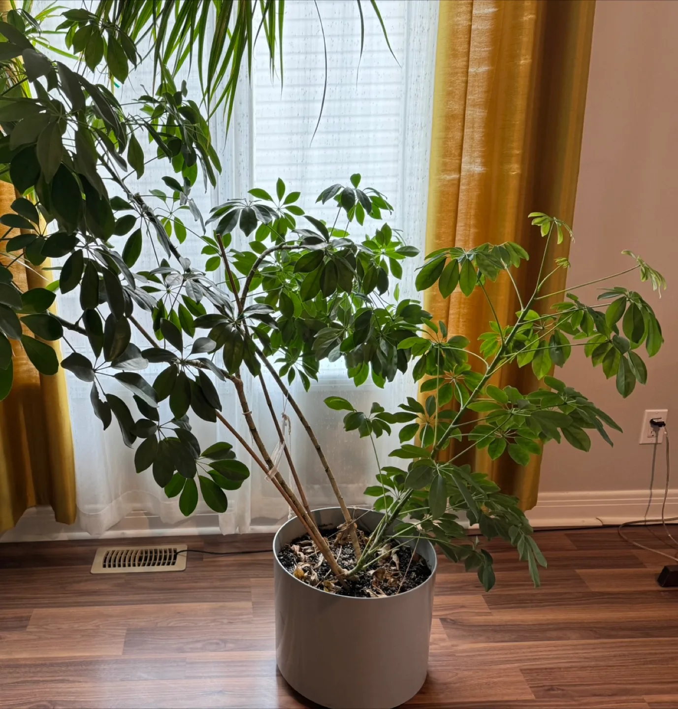 Indoor potted plant thumbnail