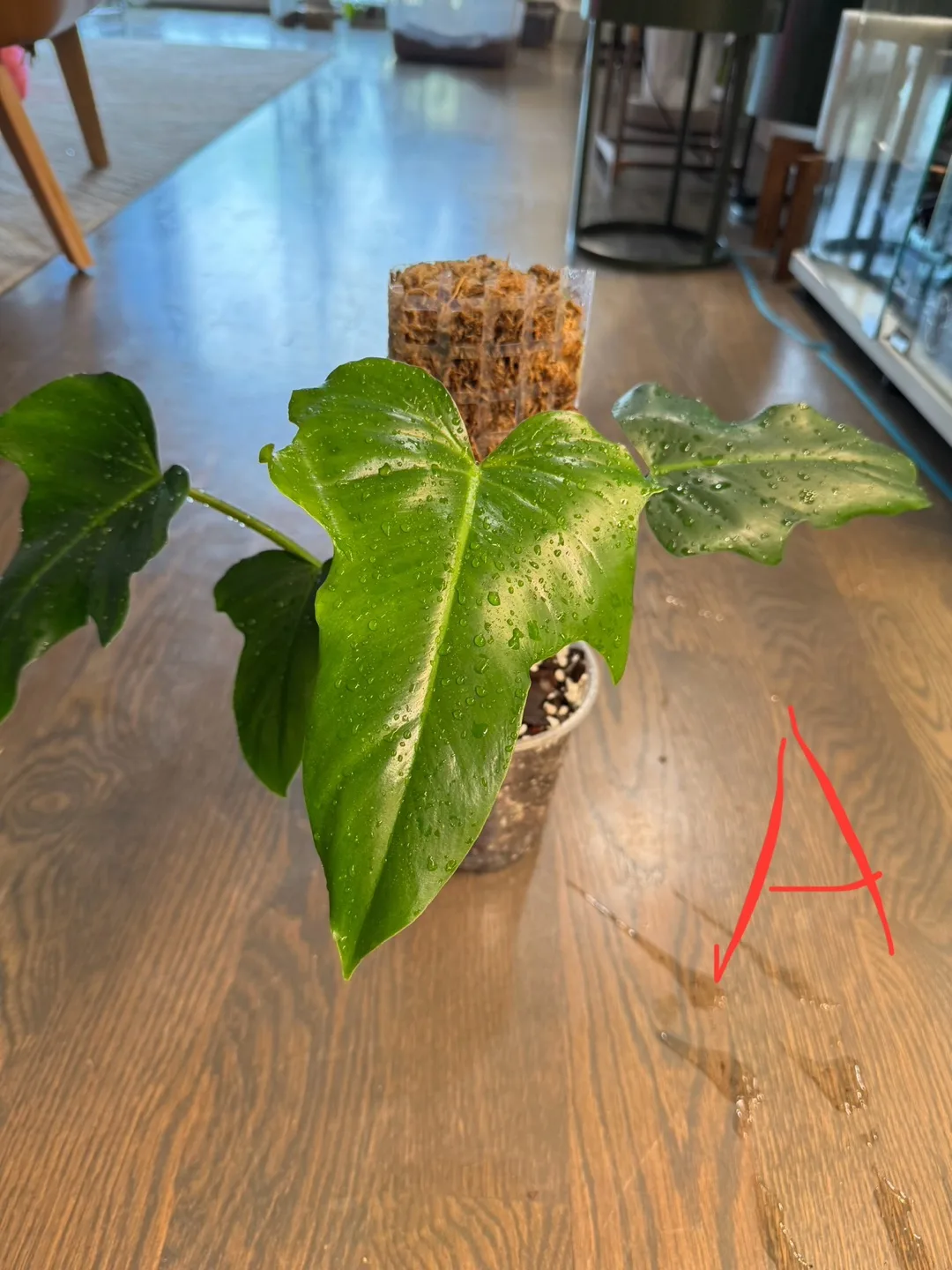 Philodendron Golden Dragon with Moss Pole thumbnail