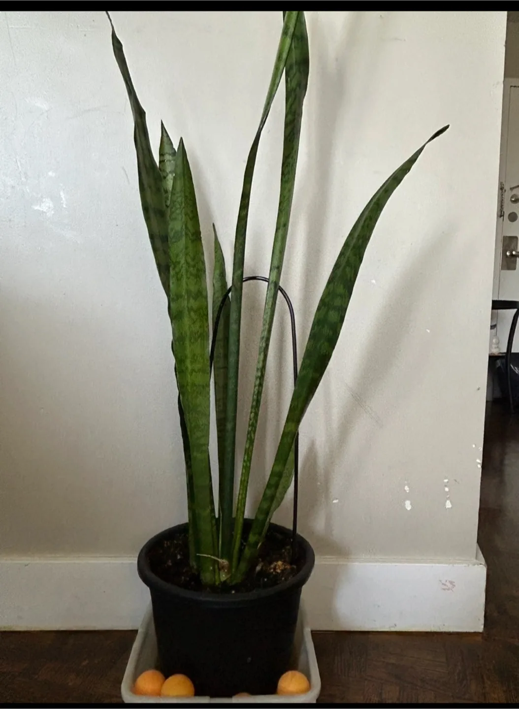 Snake Plant thumbnail