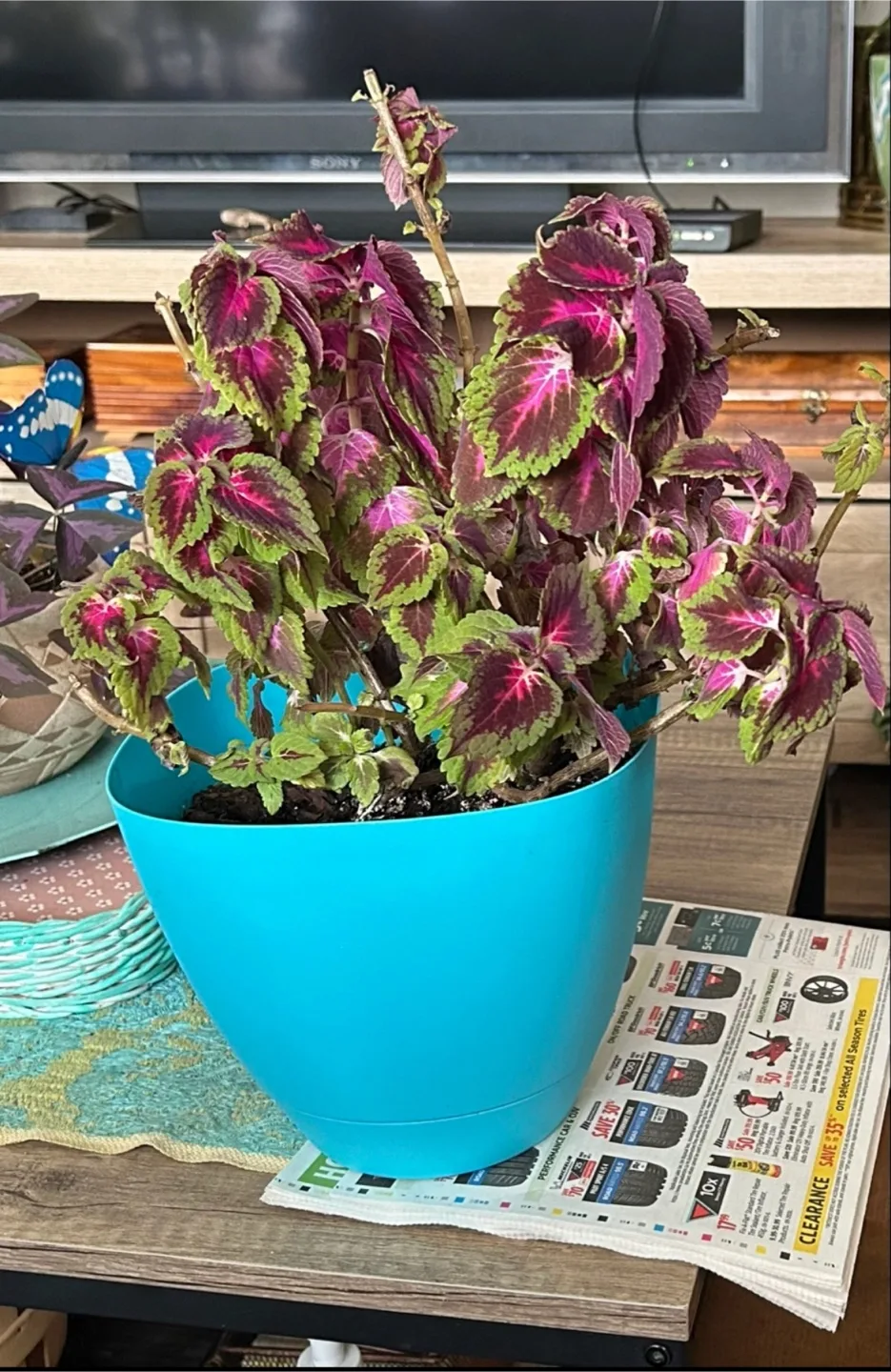 Potted Coleus Plant thumbnail