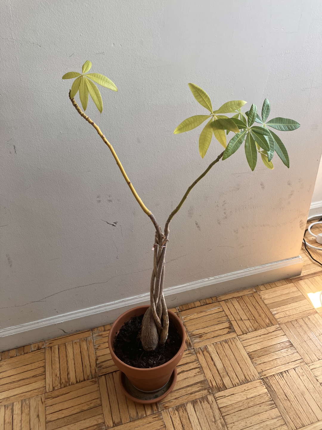 Braided Money Tree in Terra Cotta Pot