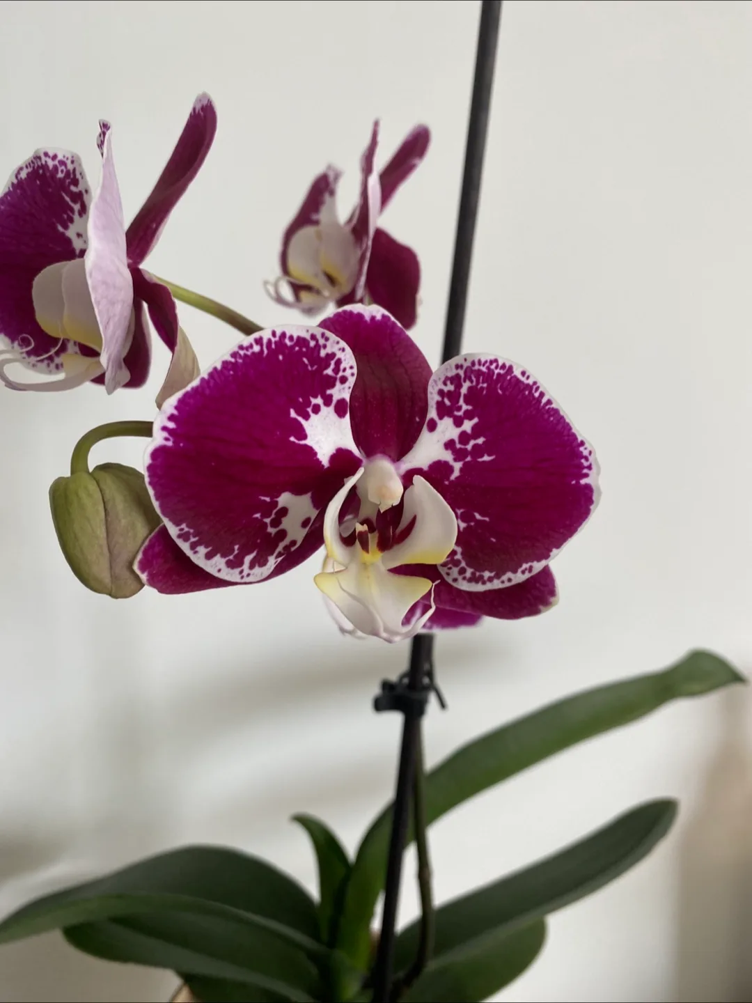 Orchid with Pot image indicator(2)