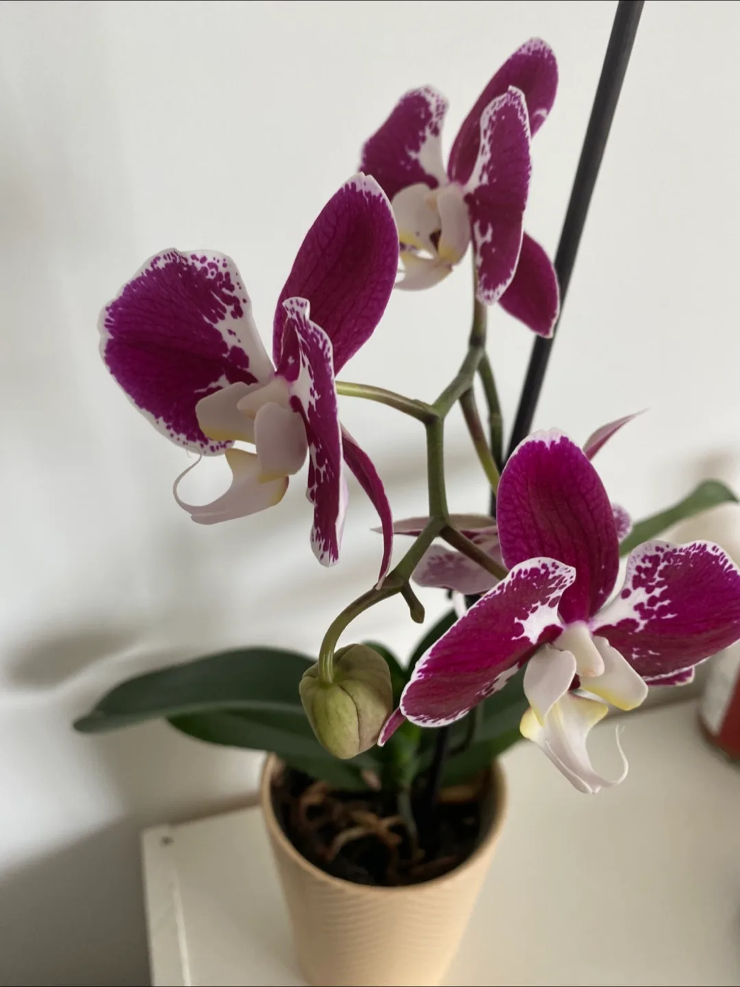 Orchid with Pot image indicator(3)