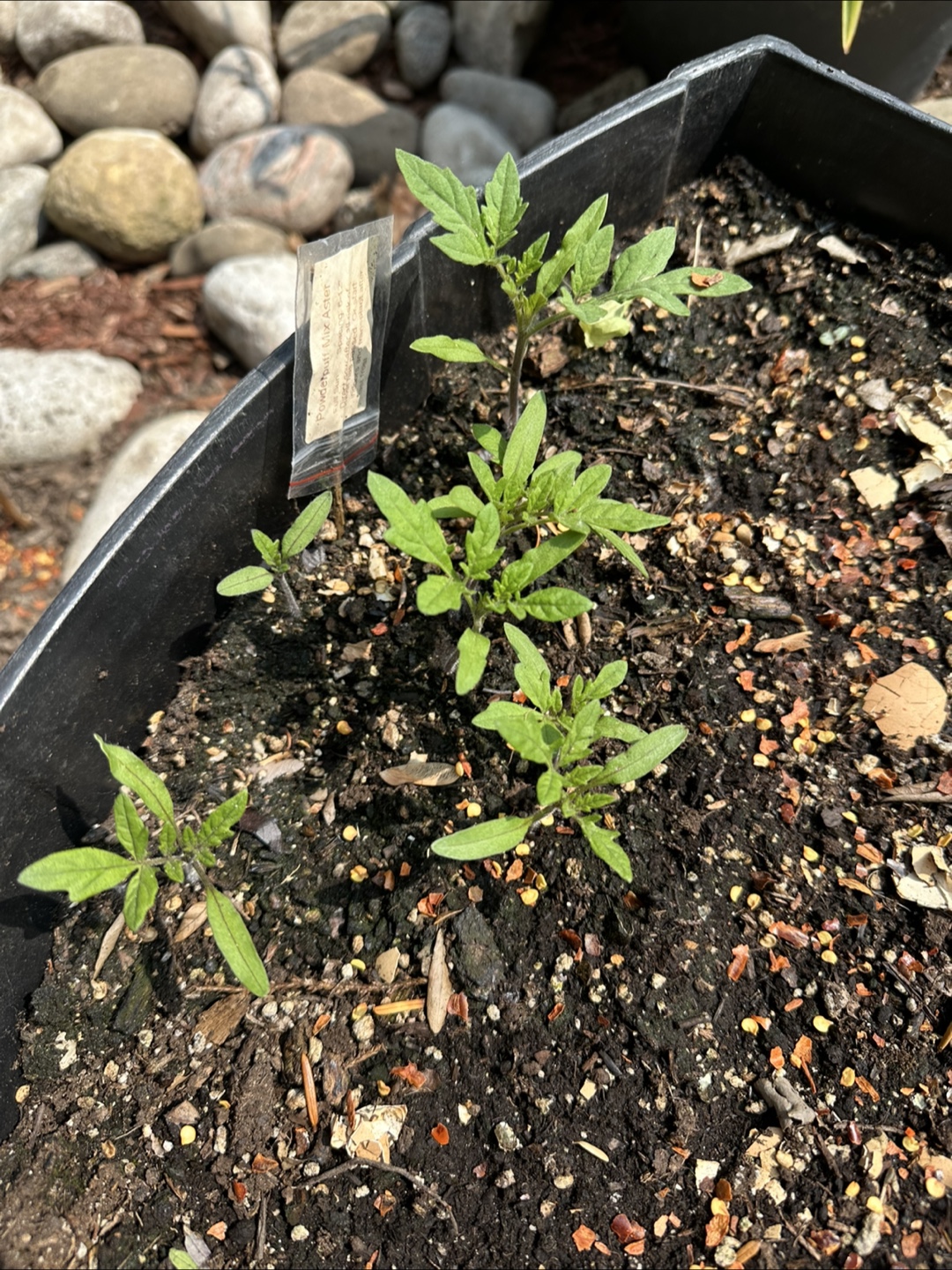 Tomatoes Seedlings