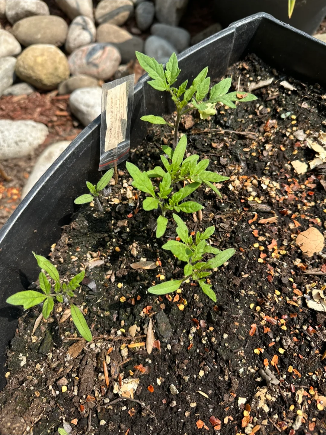 Tomatoes Seedlings