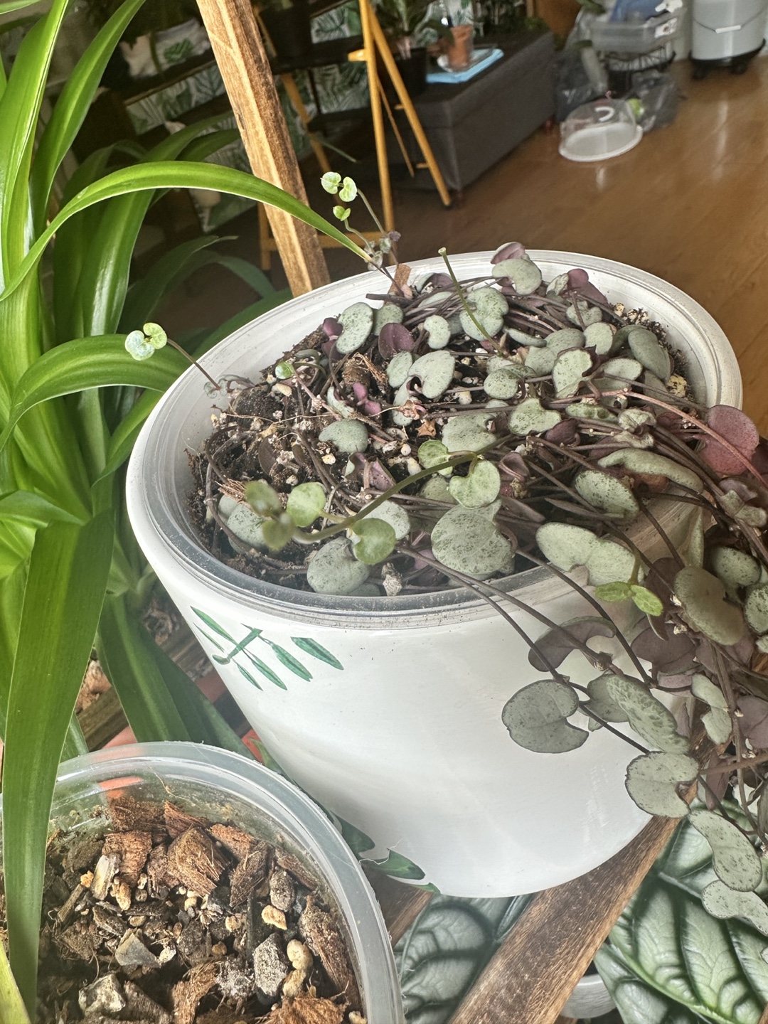 String of Hearts Plant - photo 2