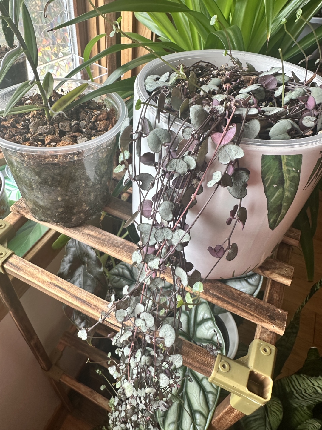 String of Hearts Plant