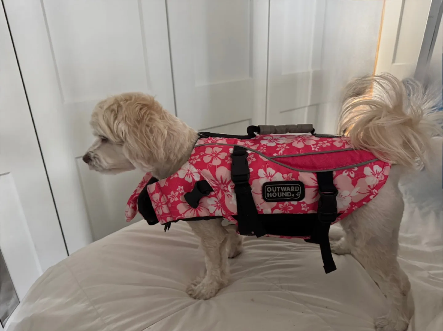 Dog Life Jacket for a 10-16lbs Dog - ** Dog Not Included ** thumbnail
