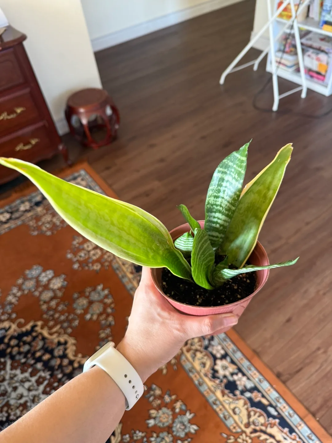 Snake Plant (Sansevieria) in Pink Pot thumbnail