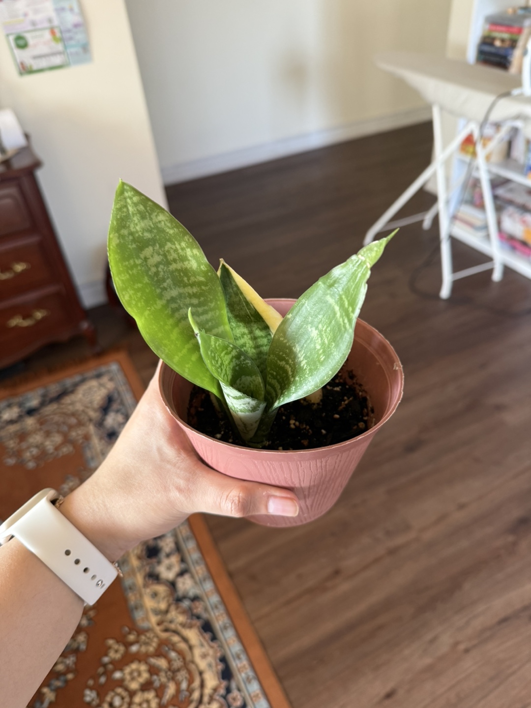 Mini Snake Plant in Pot