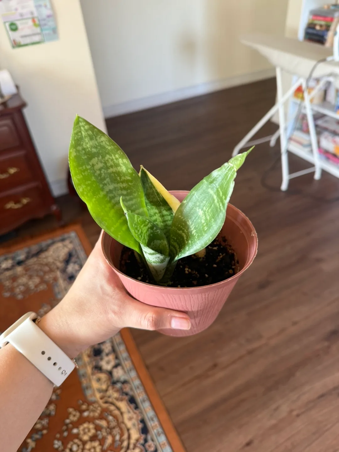 Mini Snake Plant in Pot thumbnail