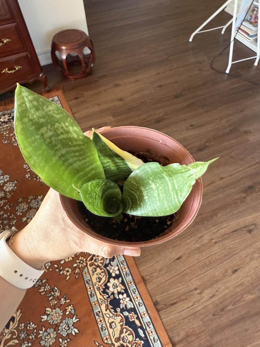 Mini Snake Plant in Pot - photo 2