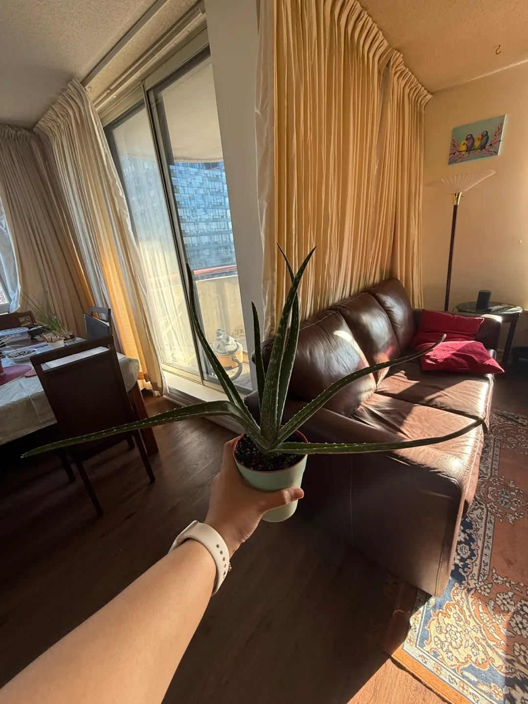 Aloe Vera Plant in nursery pot thumbnail