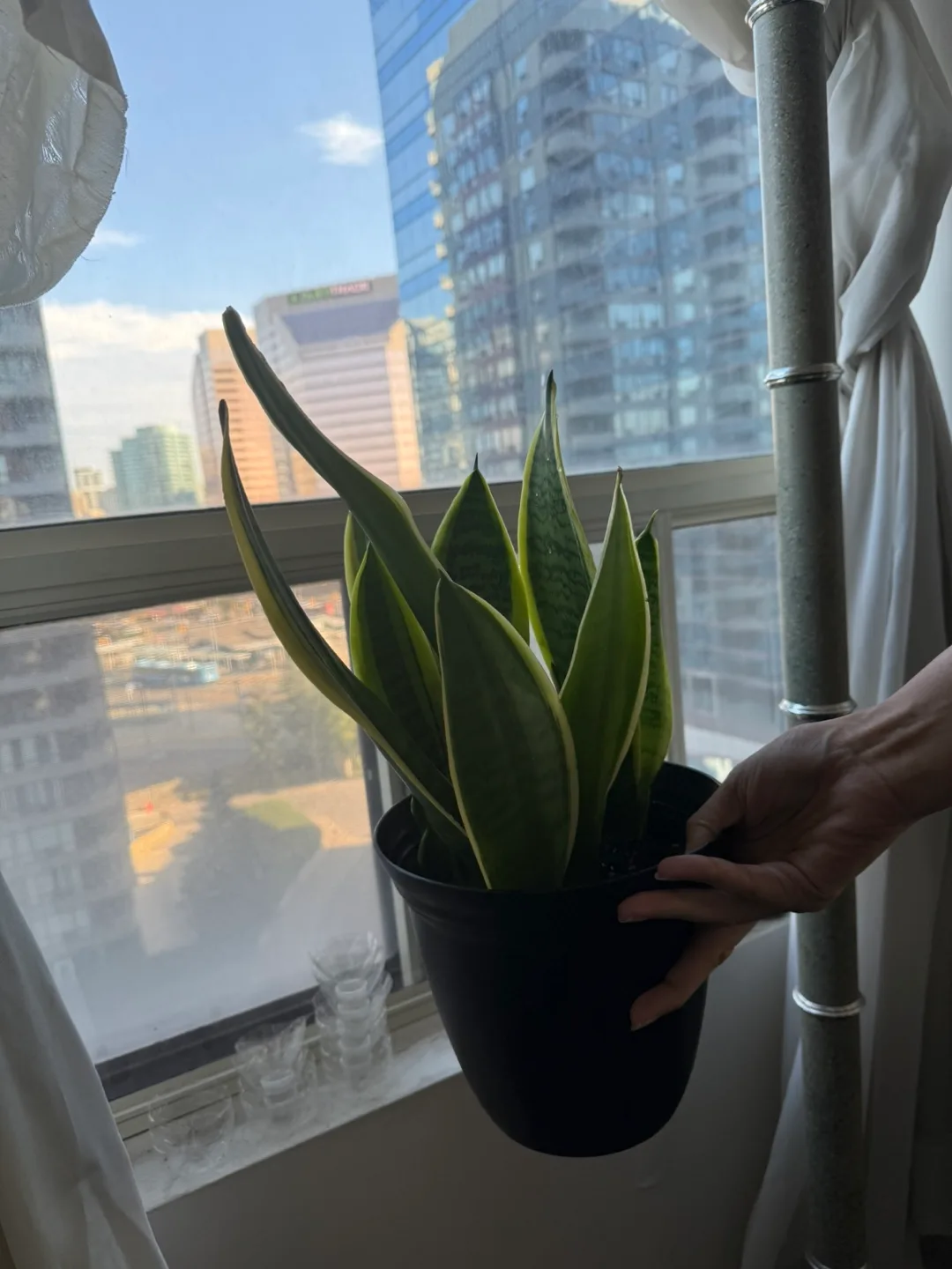 Large Snake Plant in Pot – Low-Maintenance, Air-Purifying thumbnail