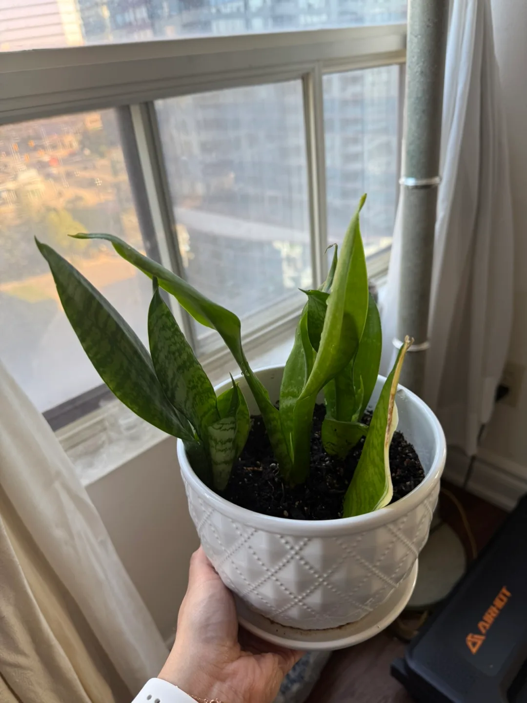 Medium Snake Plant in Ceramic Pot thumbnail