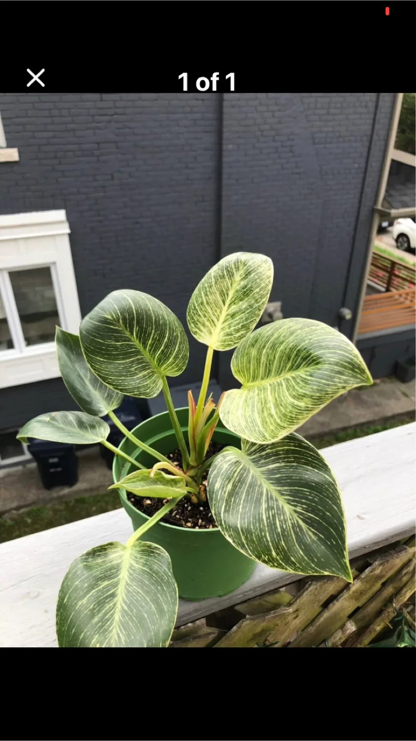 Birkin Plant in 6 inch pot thumbnail