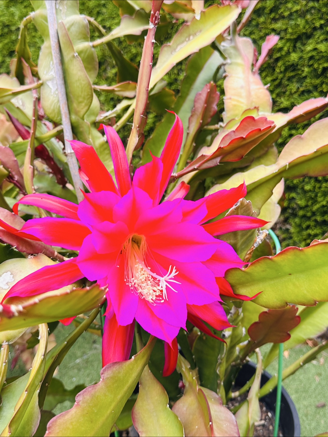 Orchid Cactus