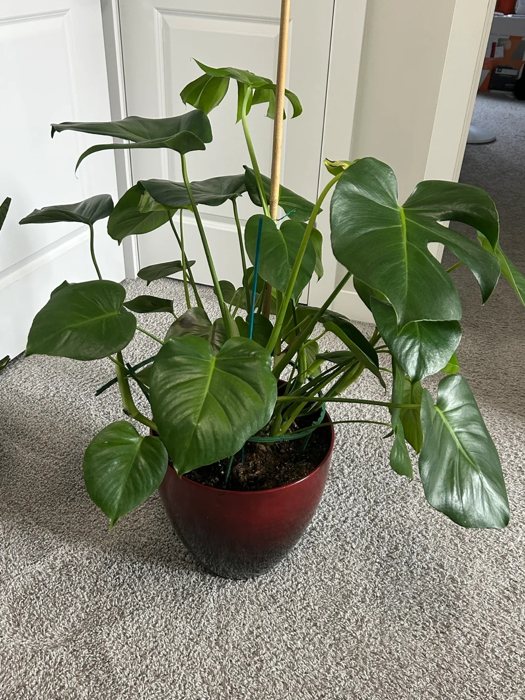 Monstera Plant in Red Pot thumbnail