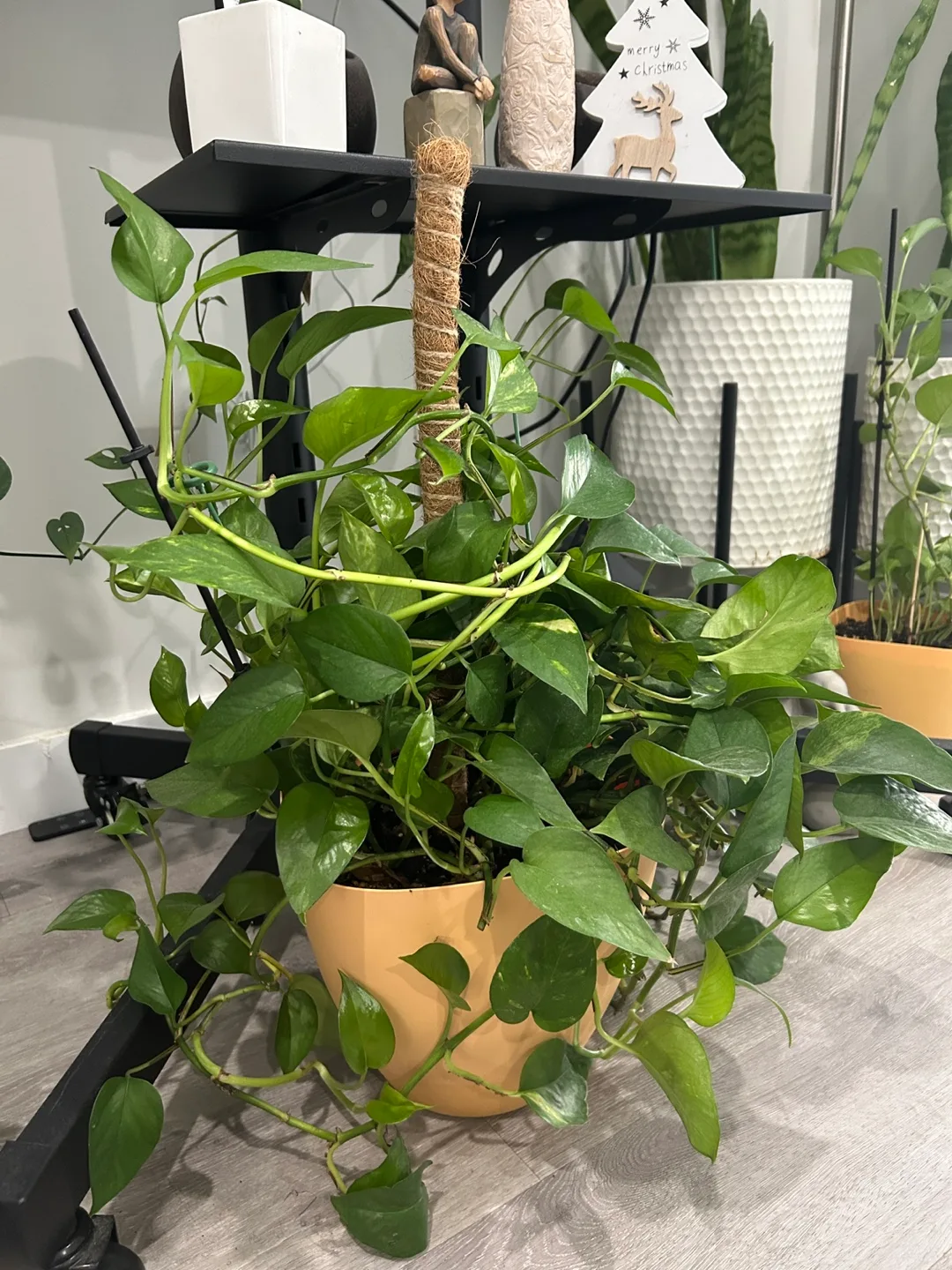 Potted Golden Pothos Plant thumbnail