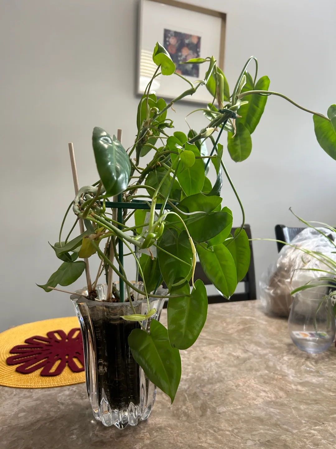 Burle Marx Philodendron Plant thumbnail