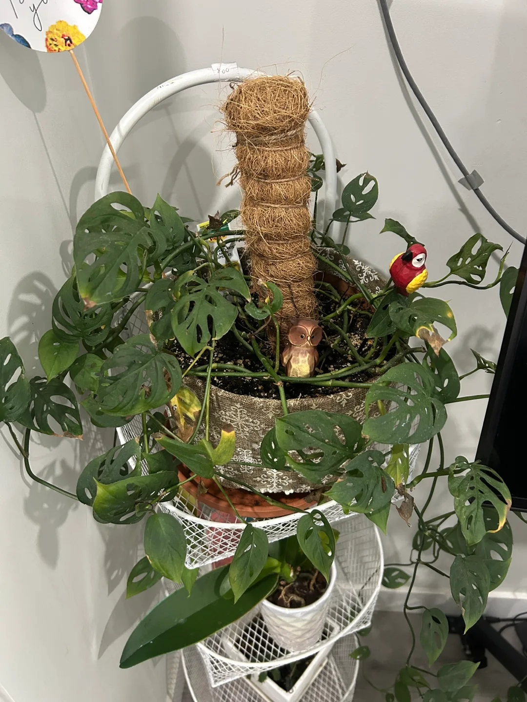 Monstera Adansonii Plant thumbnail