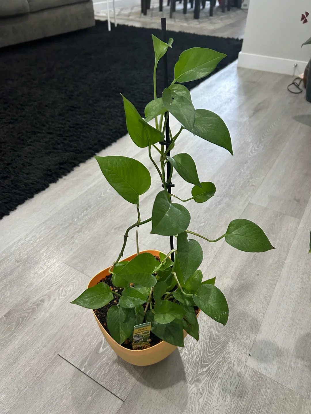 Pothos Plant in Yellow Pot thumbnail