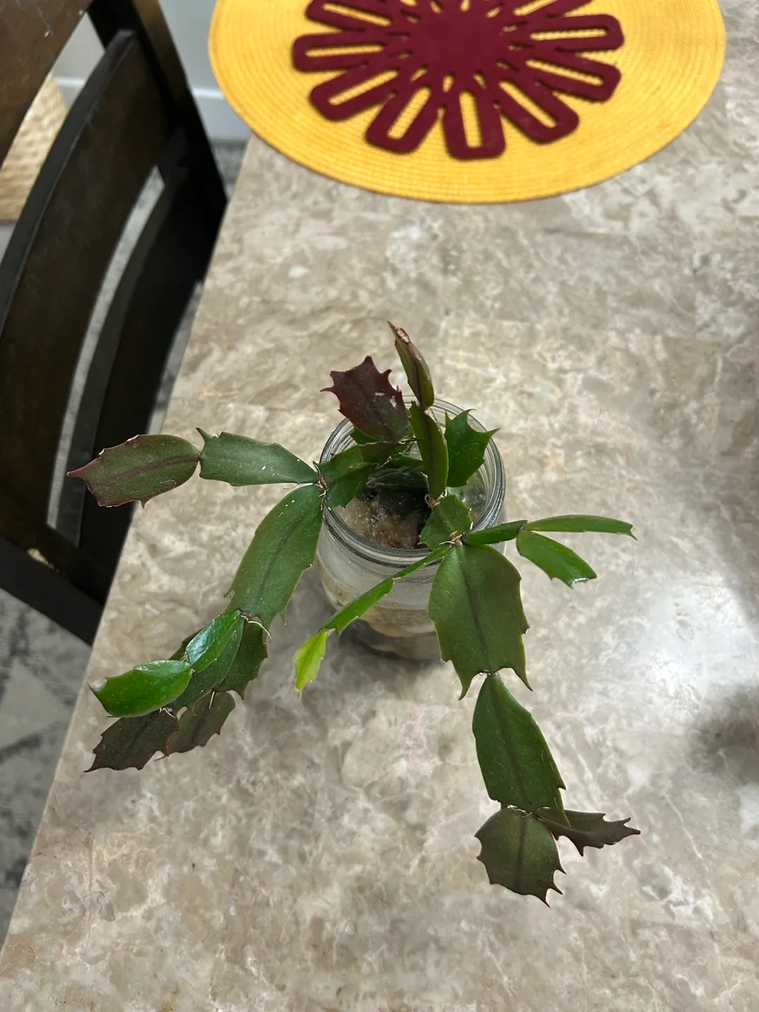 Christmas Cactus in Mason Jar thumbnail
