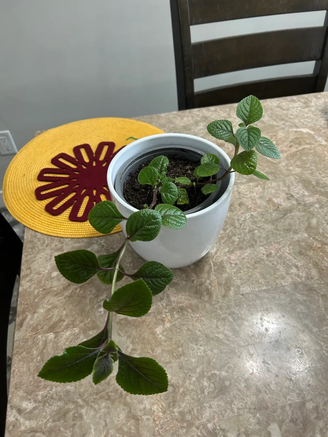Potted Plant thumbnail