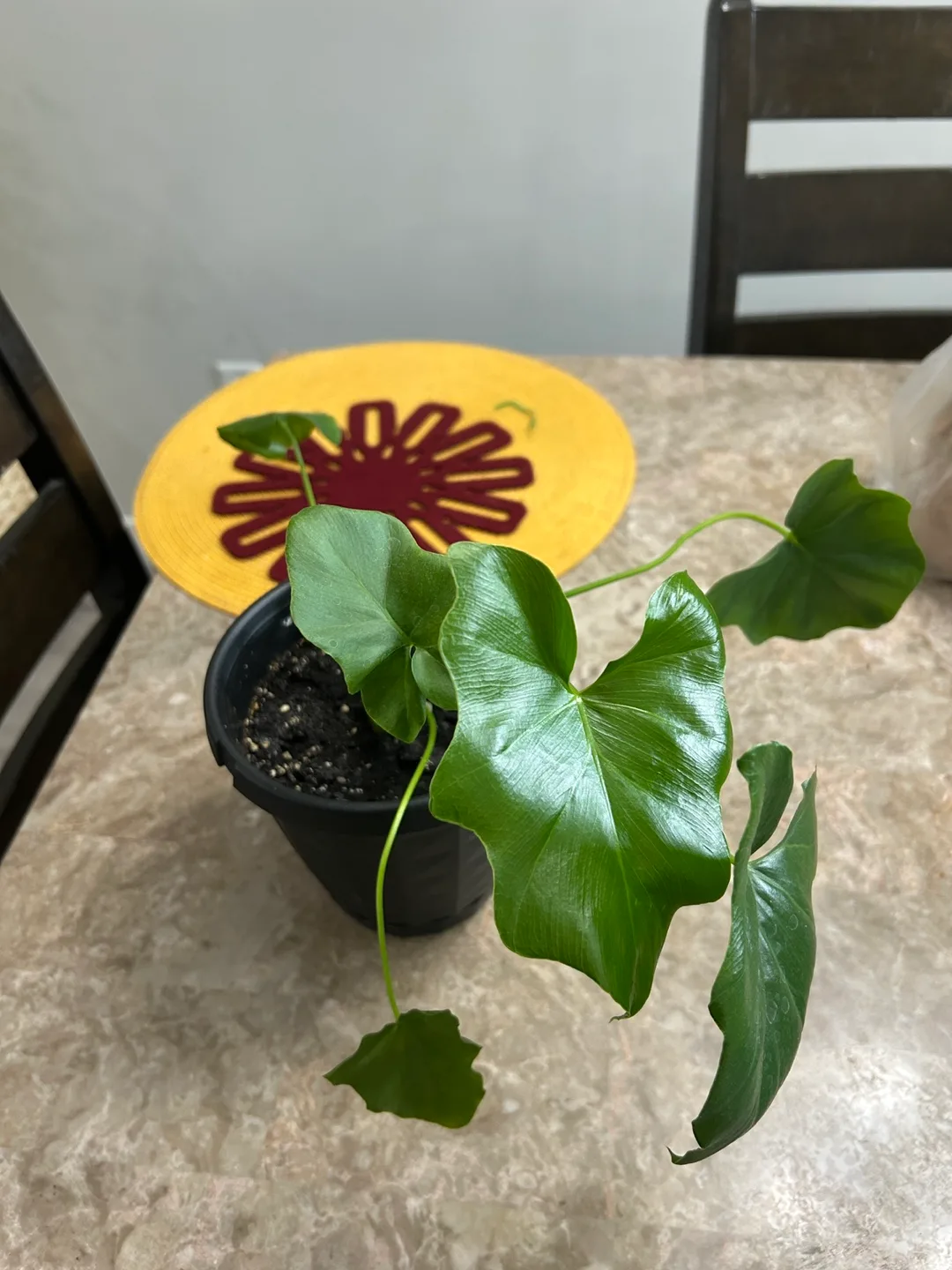 Potted Philodendron Plant thumbnail