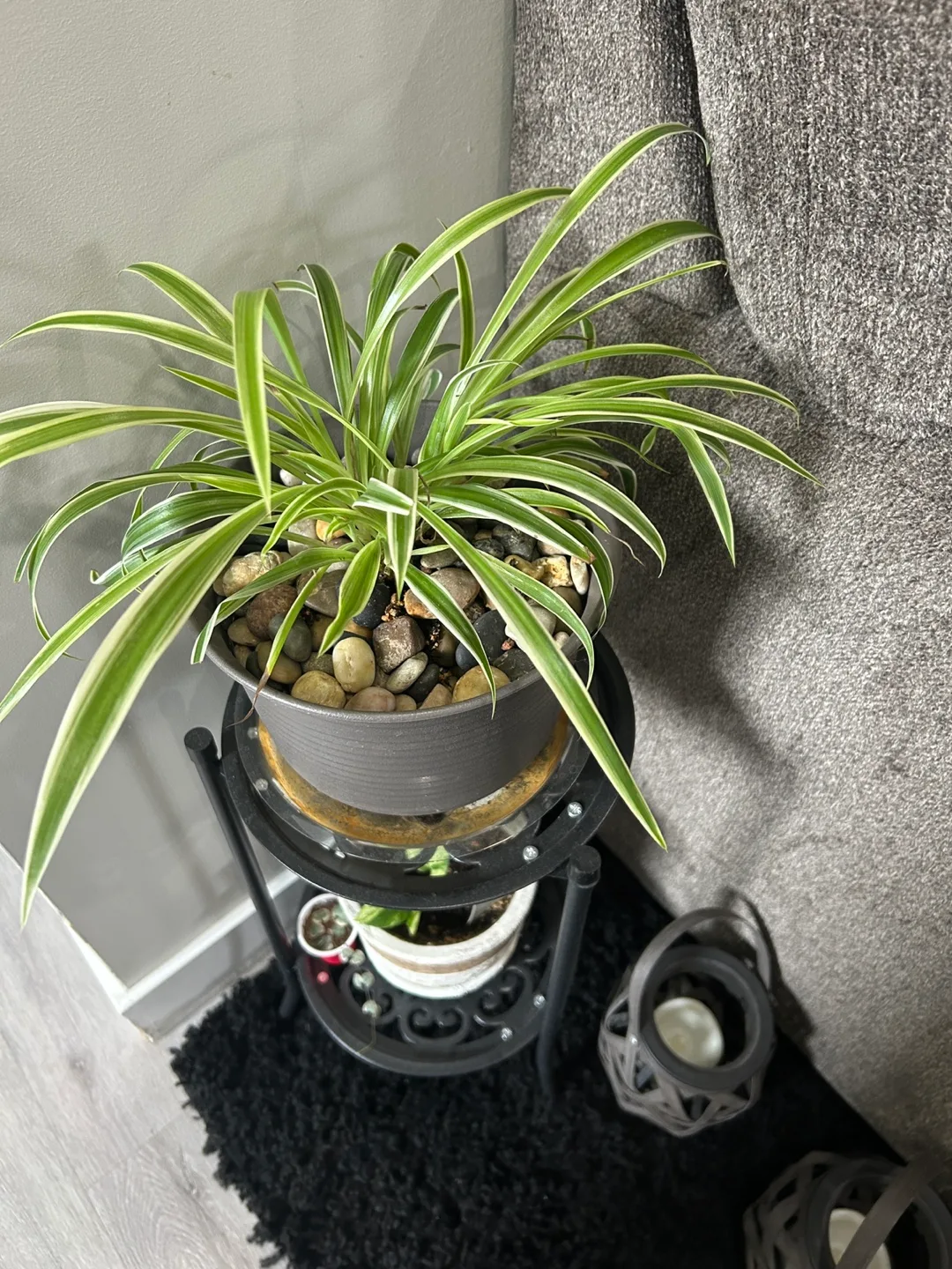Spider Plant thumbnail