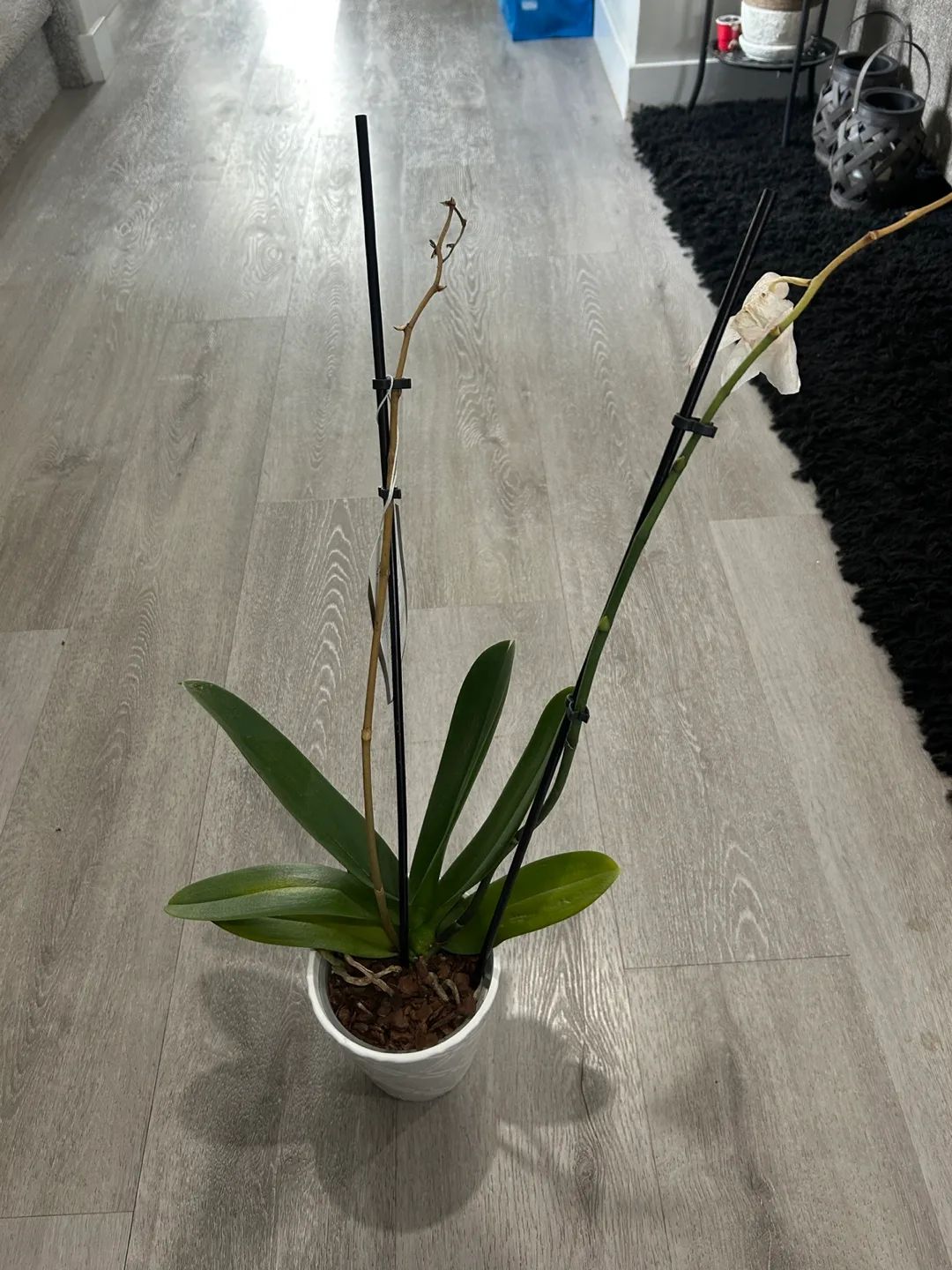 Potted Orchid thumbnail