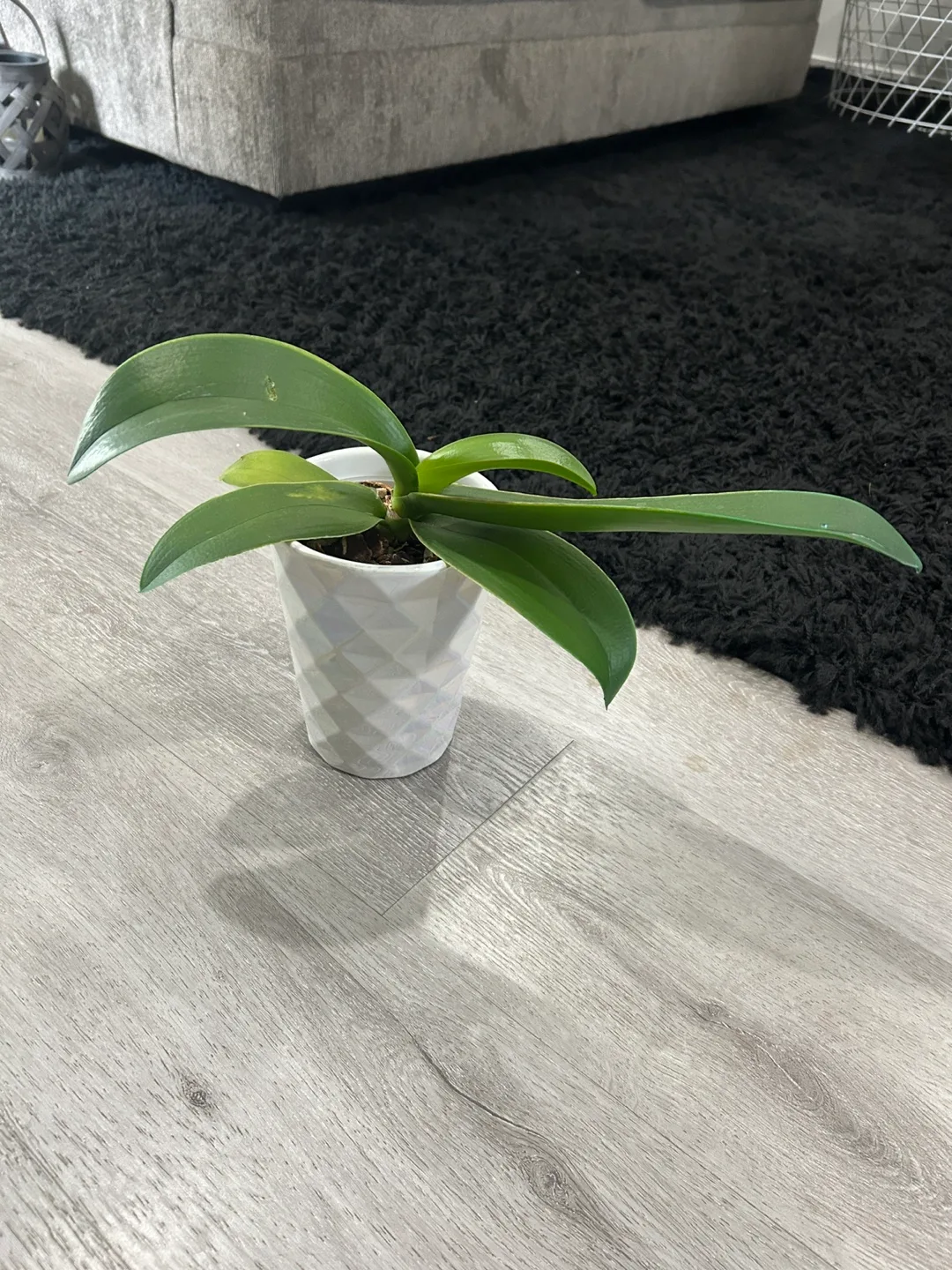 Potted Orchid thumbnail