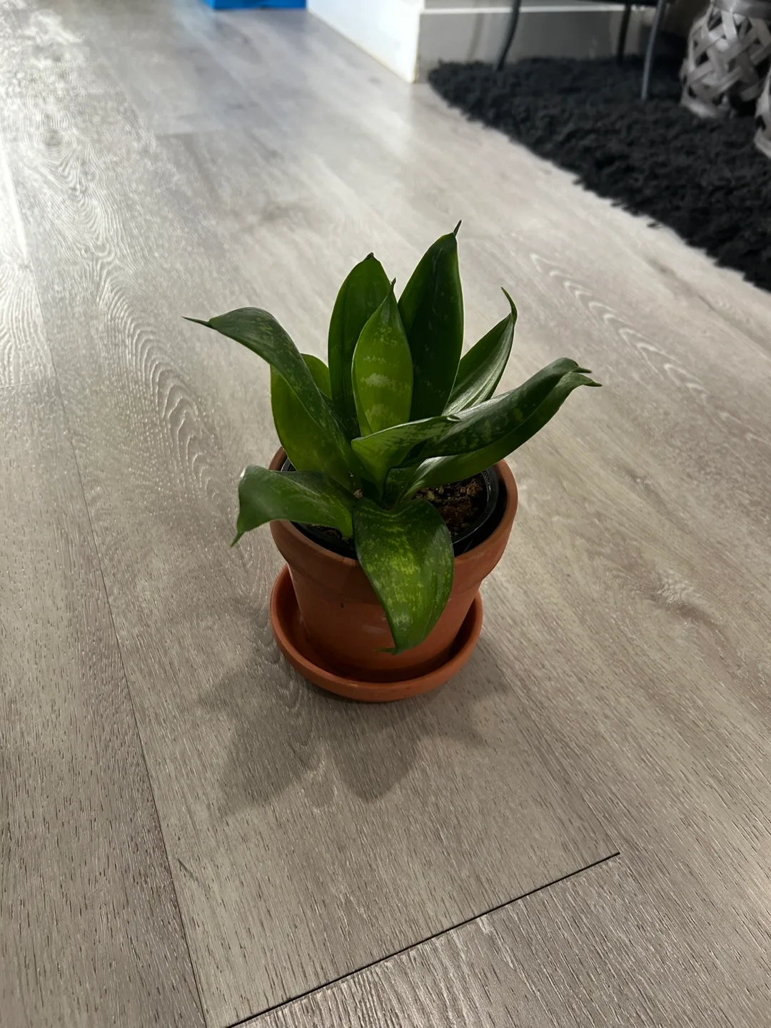 Potted Snake Plant thumbnail