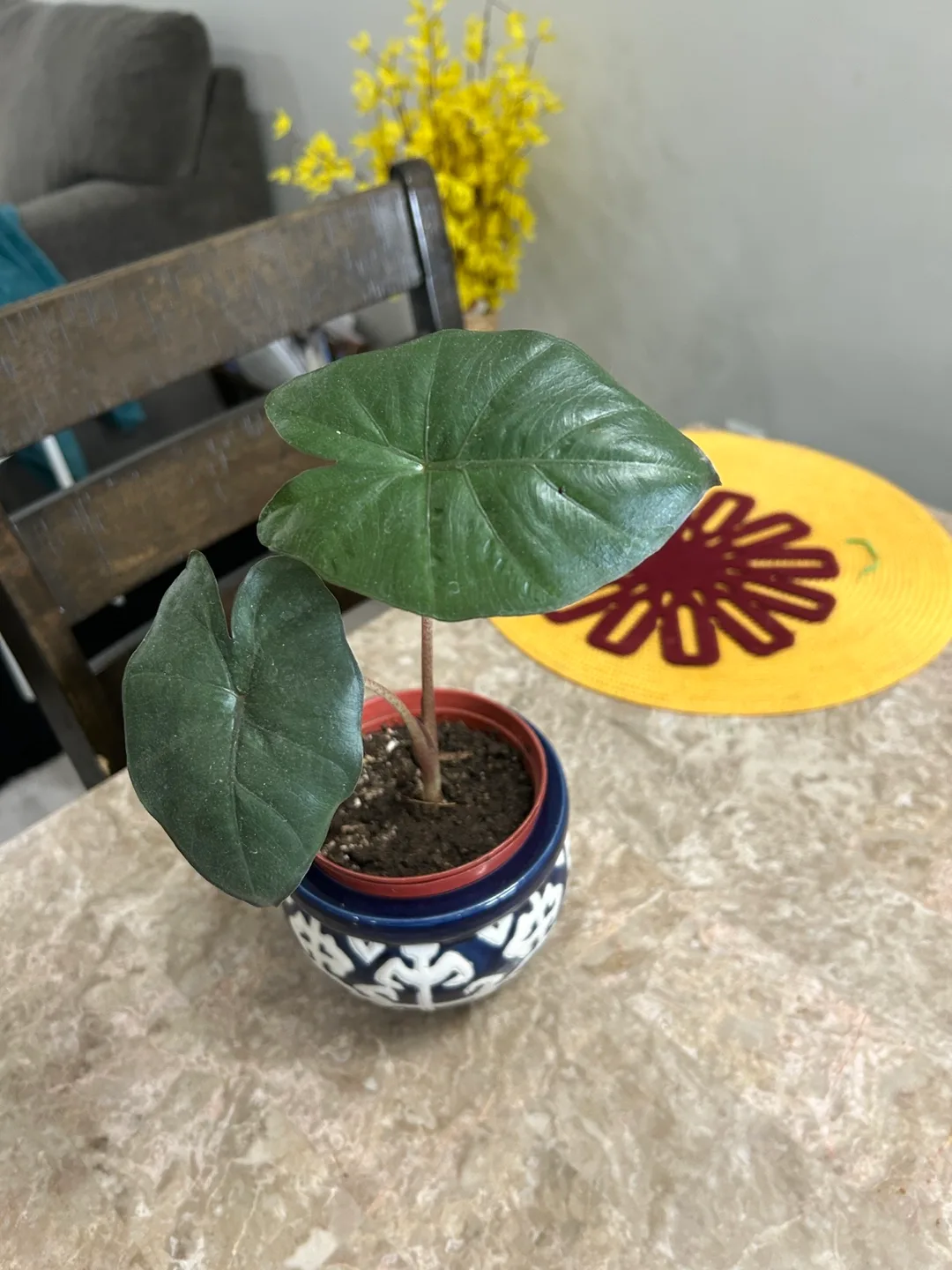 Potted Alocasia Plant thumbnail