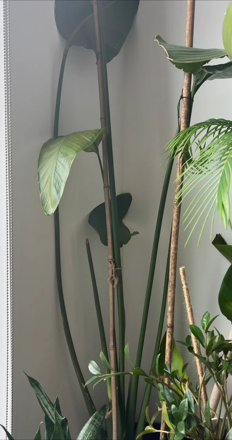 Bamboo Plant or Tree Stakes image indicator(5)