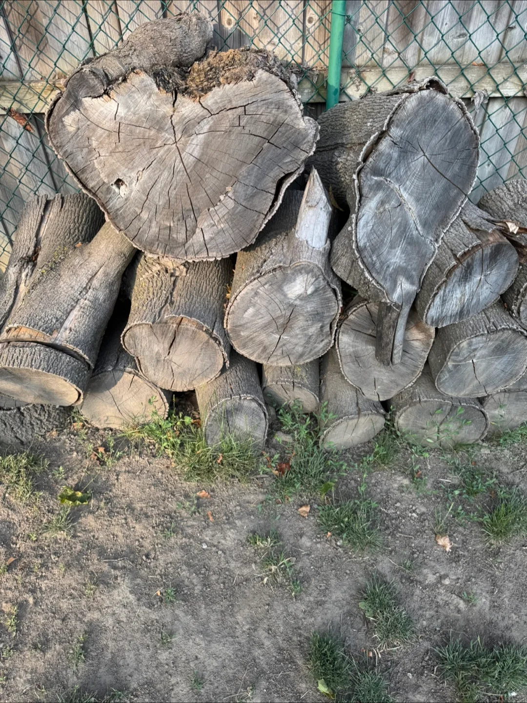 Maple firewood thumbnail