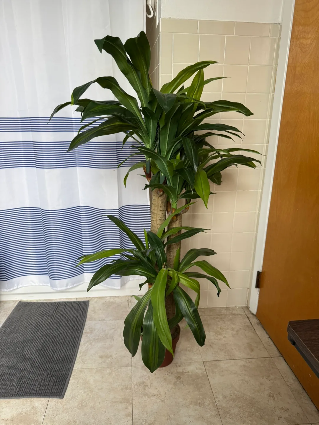 2 Indoor Palm Trees image indicator(2)