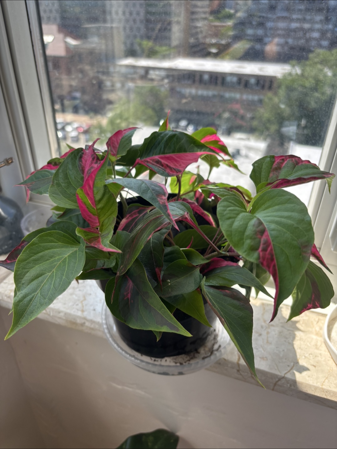 Party Time plant in 6” pot - photo 2