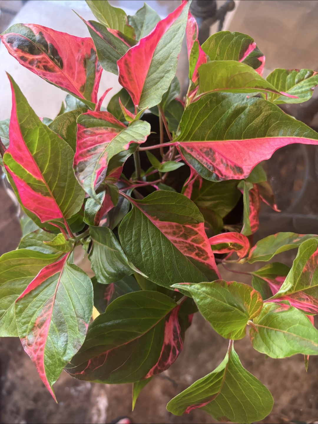 Party Time plant in 6” pot