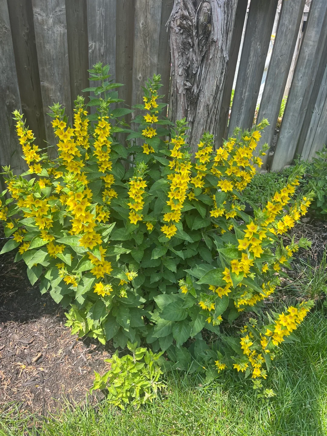 #freecycle Love to share plants with society. thumbnail