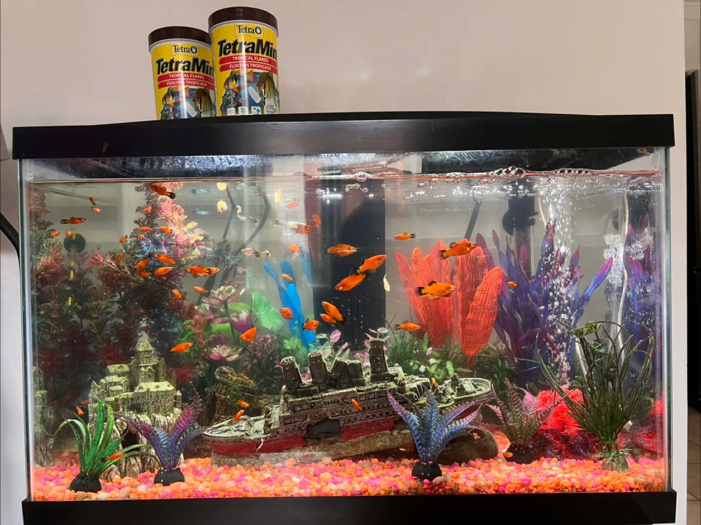 Free Aquarium with all supplies shown thumbnail