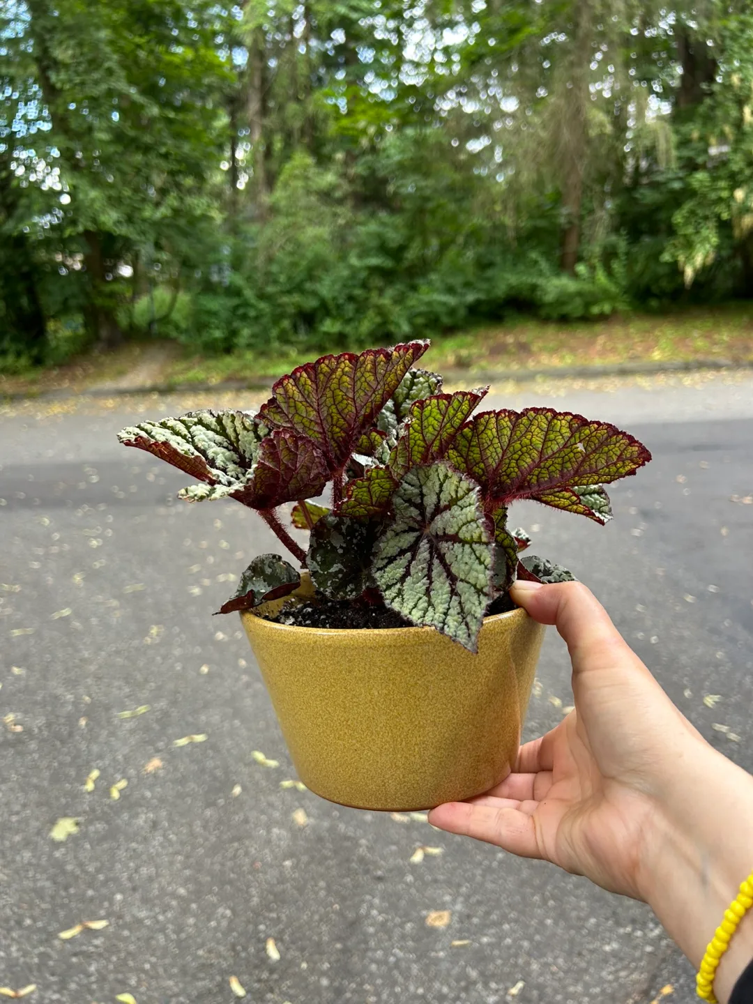 Begonia Jurassic Megalo in ceramic container thumbnail