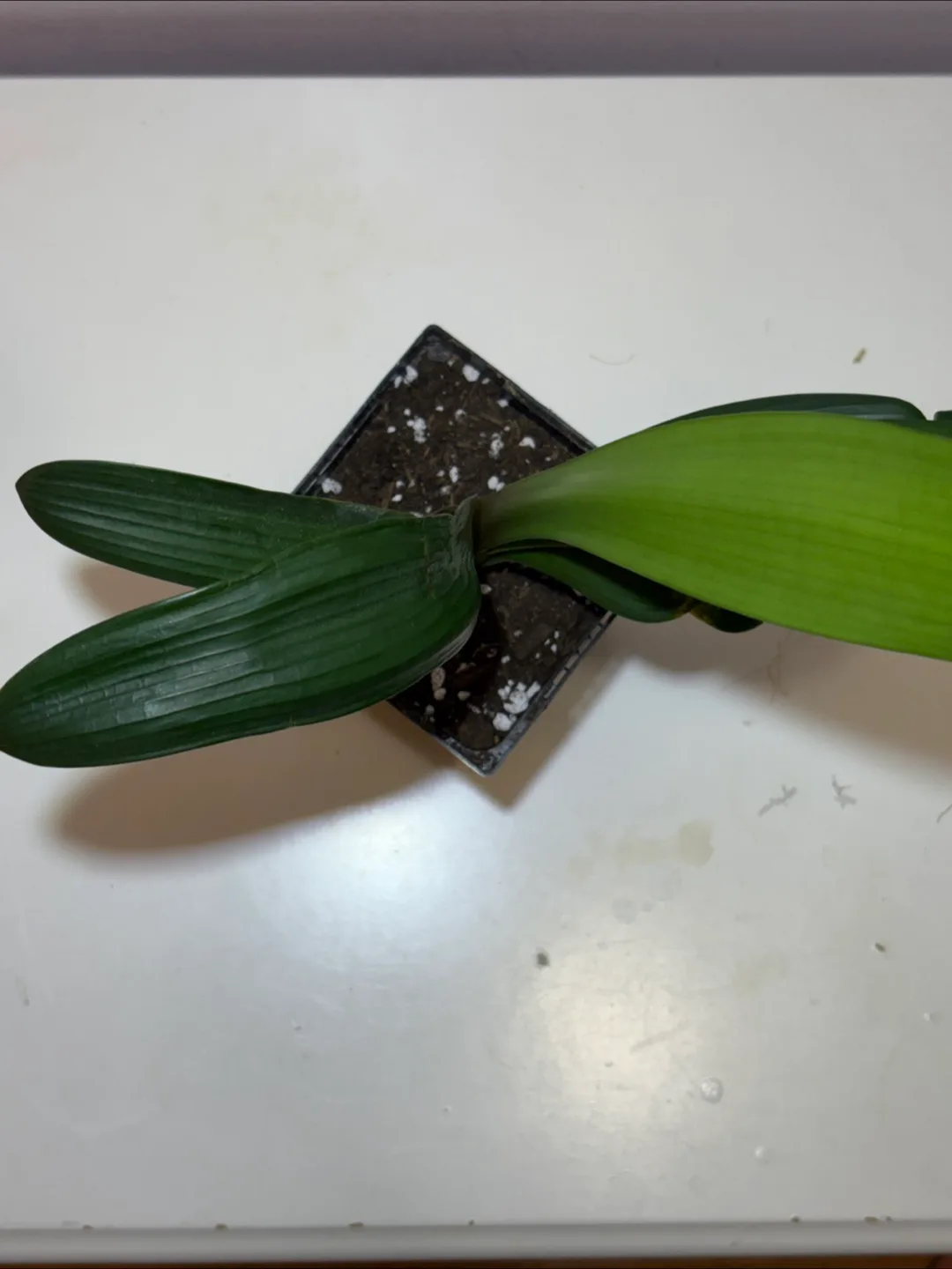 Young Bush Lily 20cm Tall - 3.5in pot image indicator(2)